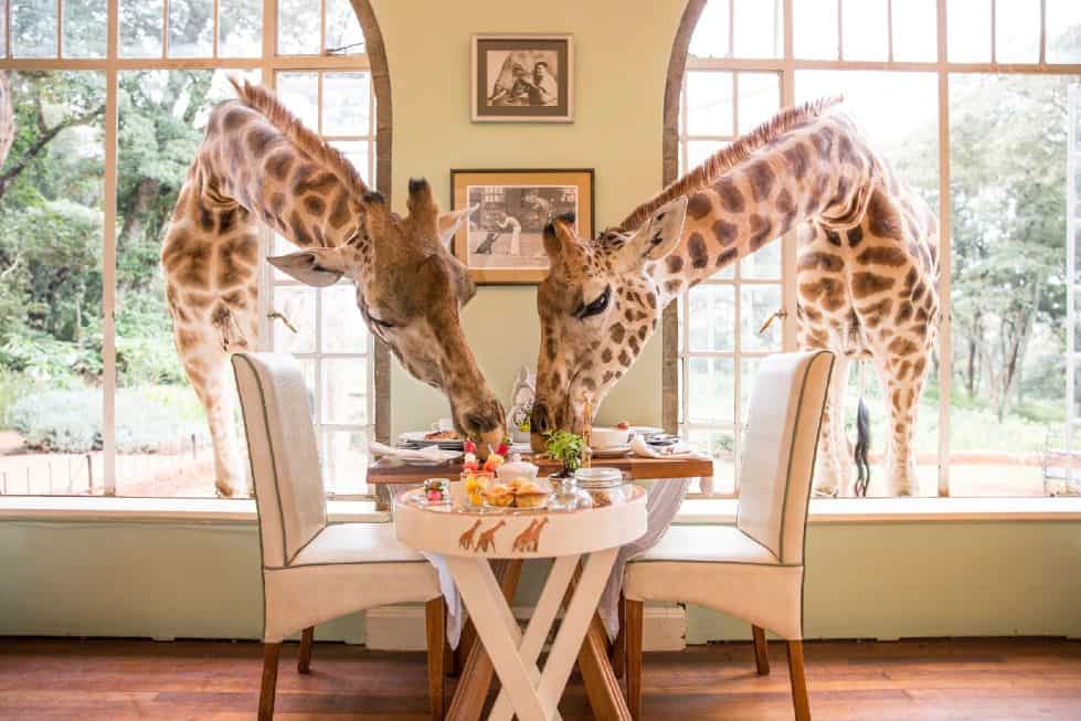 Giraffes at Giraffe Manor