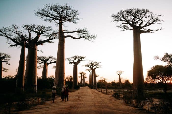 Underrated Countries In Africa - baobab trees in Madagascar