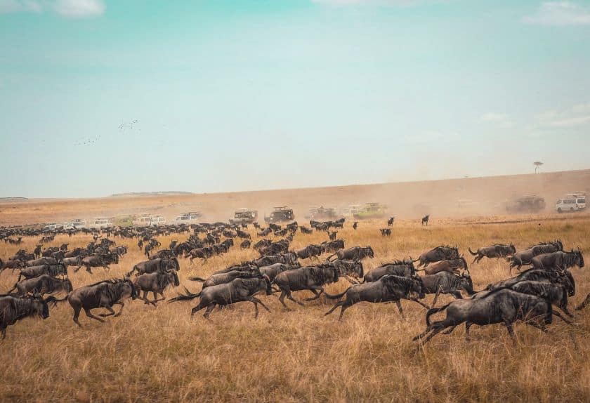10 Tips & Tricks to an Affordable Safari in Kenya
