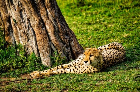 A cheetah lying on grass 