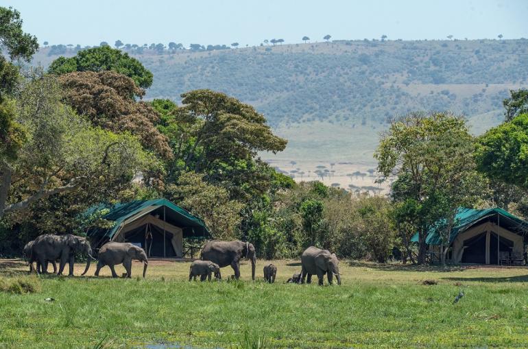 Elephants outside a tented African Safari camp lodge 
