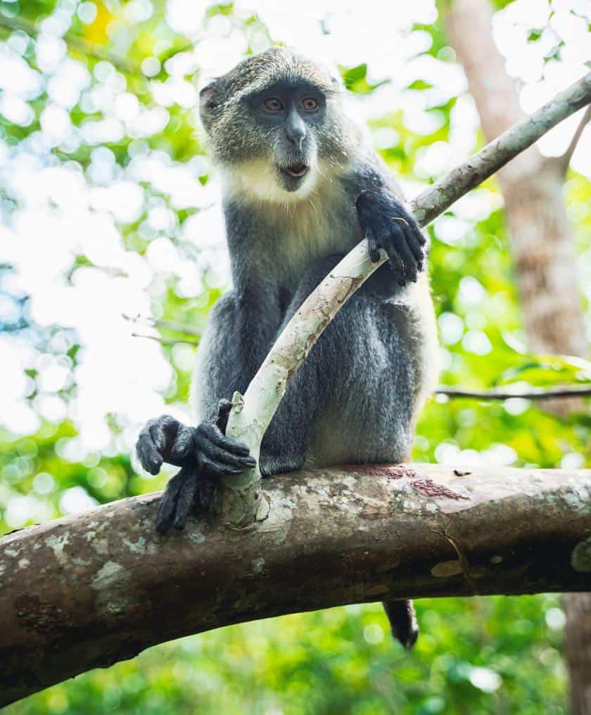 Zanzibar's Columbus monkey