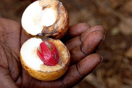 A hand holding a Nutmeg spice from Zanzibar island