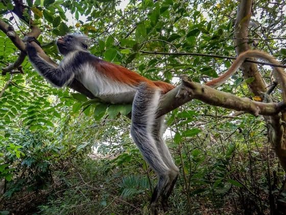 A Zanzibar Red Colobus Monkey hanging on a tree branch in Jozani forest 