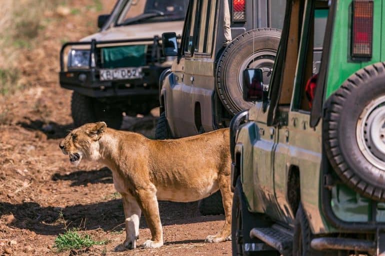 lioness at Nairobi National Park